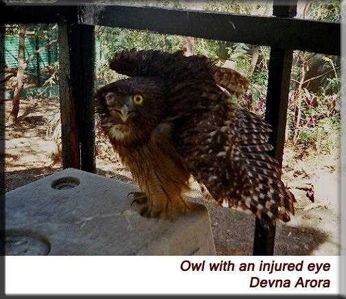 Devna Arora - Owl with an injured eye